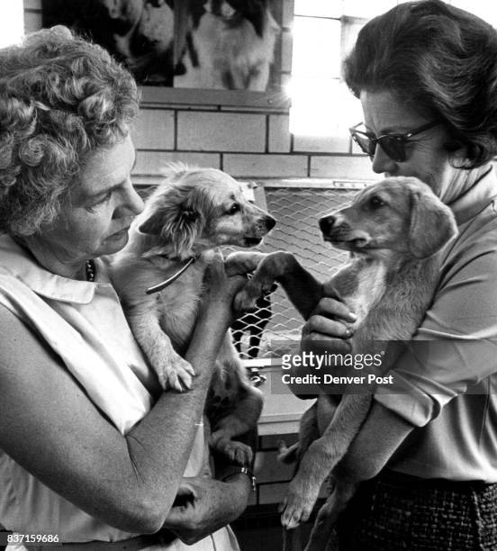 It's time for fun and frolic, puppy style, as two 10-week-old residents of the Dumb Friends League receive undivided attention of Mrs. James Arneill...