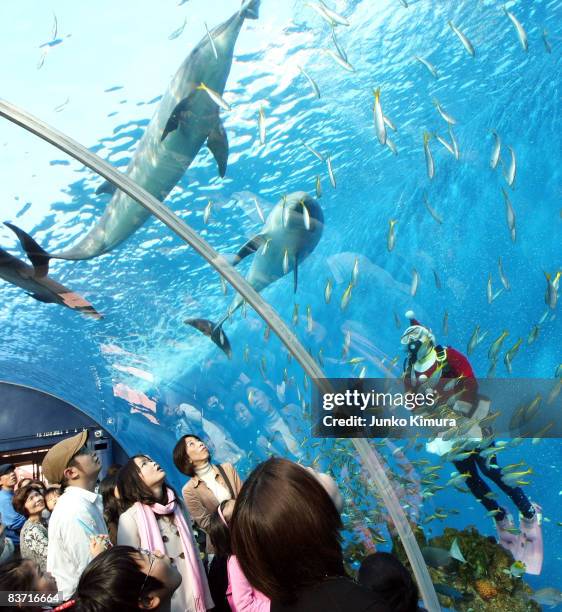 Diver dressed as a Santa Claus feeds fish and dolphins at Yokohama Hakkeijima Sea Paradise on November 17, 2008 in Yokohama, Kanagawa, Japan.