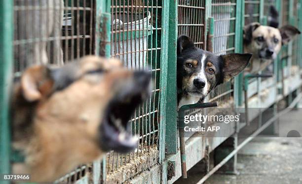Dogs bark while sticking their heads out of cages at an animal shelter in Moscow on November 17, 2008. The "Zoorasvet" animal shelter takes in stray...