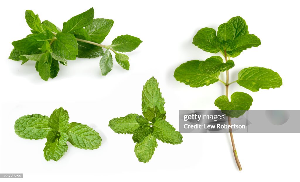 Mint Leaves on white