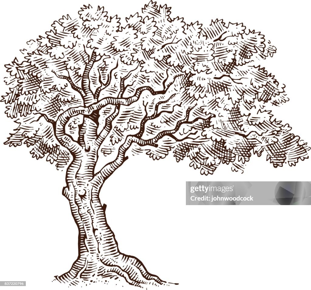 Tree Mono Vector Mono Tree Drawing Sketch High-Res Vector Graphic - Getty Images