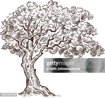 Mono Pattern Tree Mono Tree Drawing Sketch High-Res Vector Graphic - Getty Images