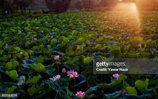 Kashmiris walk past the Lotus flowers in a full bloom in the floating lotus garden in Dal lake on August 22, 2017 in Srinagar, the summer capital of...