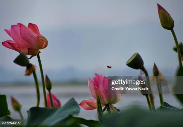 Wasp flies over lotus flowers in the floating lotus garden in Dal lake on August 22, 2017 in Srinagar, the summer capital of Indian administered...