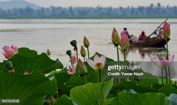 Firshmen row their boat nest to the floating lotus garden in Dal lake on August 22, 2017 in Srinagar, the summer capital of Indian administered...