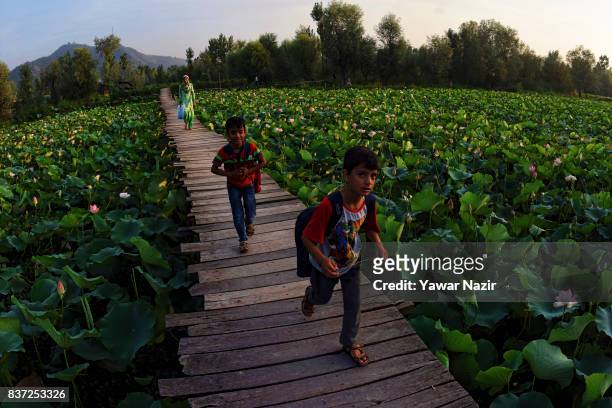 Kashmiri children walk on the bridle path made over the floating lotus garden in Dal lake on August 22, 2017 in Srinagar, the summer capital of...