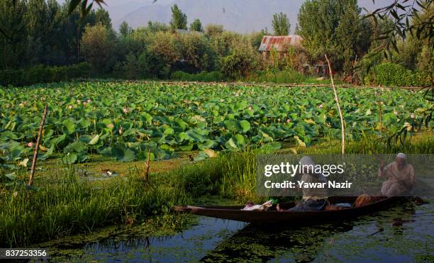 An elderly Kashmiri Muslim couple row their boat in front the floating lotus garden in Dal lake on August 22, 2017 in Srinagar, the summer capital of...