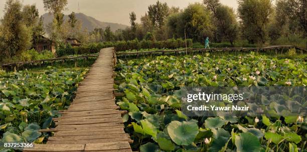 Kashmiri woman walks on the bridle path made over the floating lotus garden in Dal lake on August 22, 2017 in Srinagar, the summer capital of Indian...