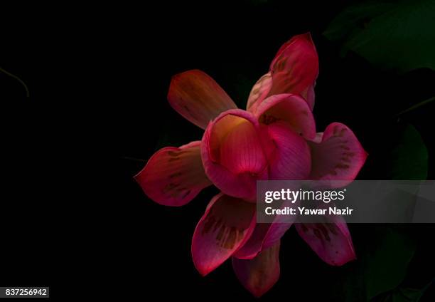 Lotus flower blooms in the floating lotus garden in Dal lake on August 22, 2017 in Srinagar, the summer capital of Indian administered Kashmir,...