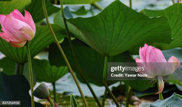 Lotus flowers bloom in the floating lotus garden in Dal lake on August 22, 2017 in Srinagar, the summer capital of Indian administered Kashmir,...