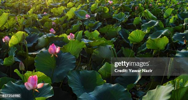 Lotus flowers bloom in the floating lotus garden in Dal lake on August 22, 2017 in Srinagar, the summer capital of Indian administered Kashmir,...