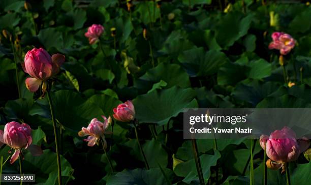 Lotus flowers bloom in the floating lotus garden in Dal lake on August 22, 2017 in Srinagar, the summer capital of Indian administered Kashmir,...