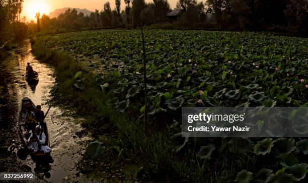 Kashmiris row their boats next to the floating lotus garden in Dal lake on August 22, 2017 in Srinagar, the summer capital of Indian administered...