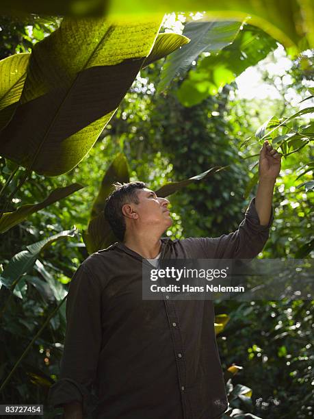 man in jungle, examining leaves - xilitla stock pictures, royalty-free photos & images