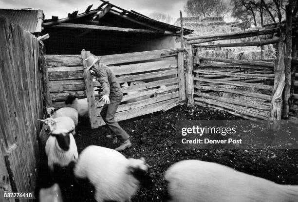 David Colville a rancher in del Norte in the San Luis Valley sorts his lambs into larger and smaller to send them off to the feedlot. Credit: The...