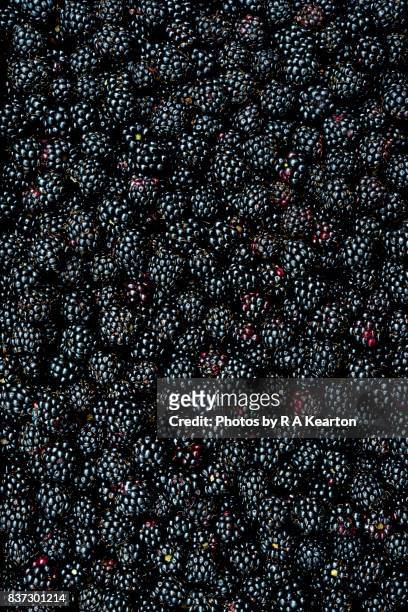 close up of shiny, freshly picked blackberries - moeras fotografías e imágenes de stock