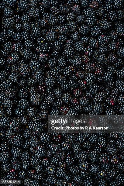 close up of shiny, freshly picked blackberries - bramen stockfoto's en -beelden