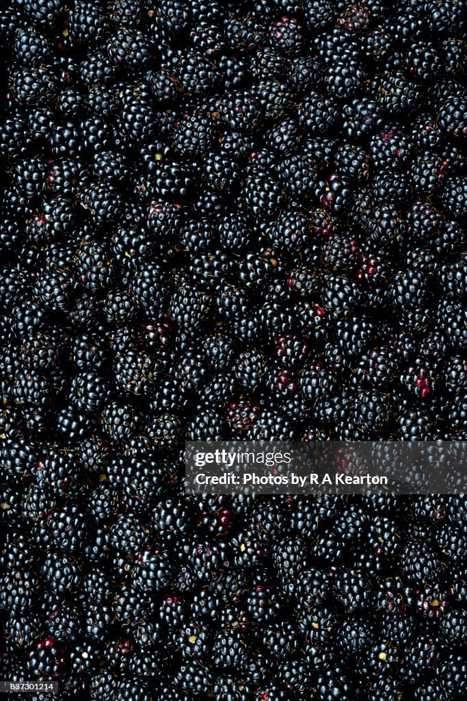 Close up of shiny, freshly picked Blackberries