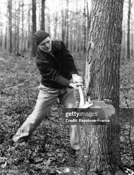 Le boxeur américain Jimmy Braddock essaie d'abattre un arbre à coups de hache lors d'un entraînement dans les bois le 1er février 1937 à Guttenberg,...