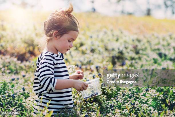 kleine mädchen pflücken blaubeeren - blueberry girl stock-fotos und bilder