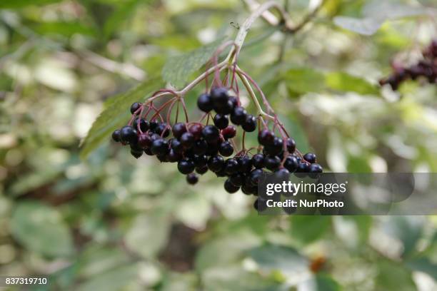 Black berries are seen on a buckthron bush on 19 August in Bydgoszcz, Poland.