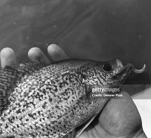 Twister-tail grubs have the crappie dancing at Pueblo Reservoir. Credit: The Denver Post