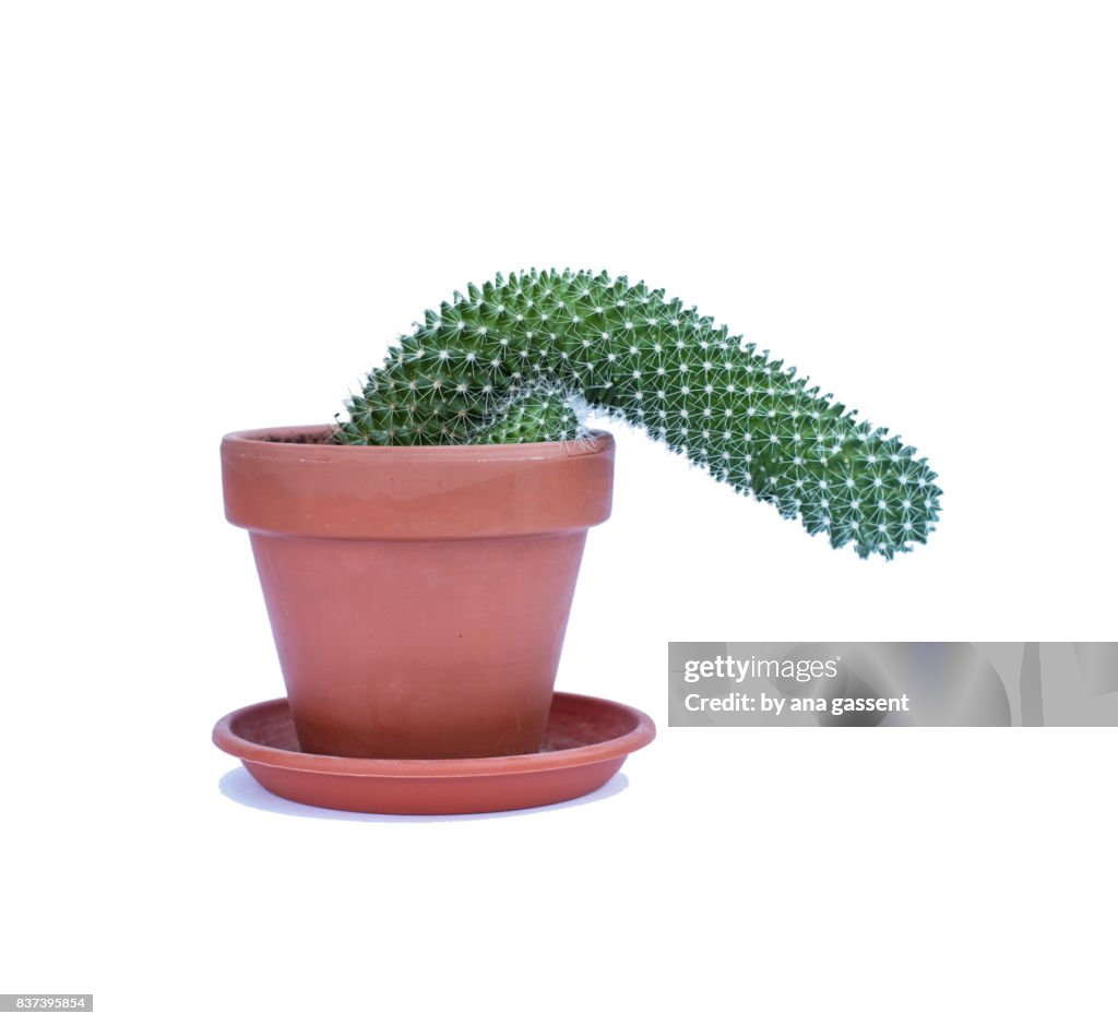 Flaccid cactus