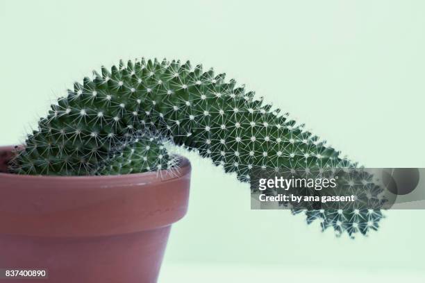 flaccid cactus - male crotch stock pictures, royalty-free photos & images