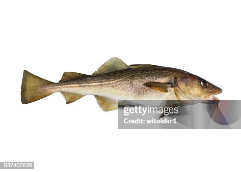 Young Codfish Codfish High-Res Stock Photo - Getty Images