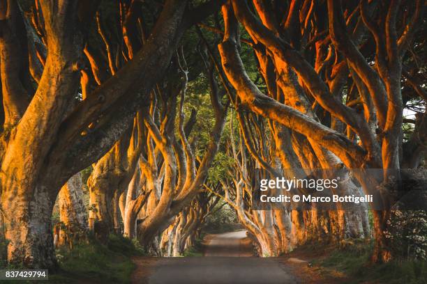 the dark hedges. northern ireland, uk. - tree across road stock pictures, royalty-free photos & images
