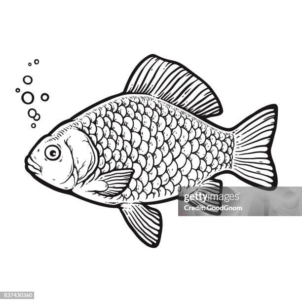 crucian carp - swimming float stock illustrations