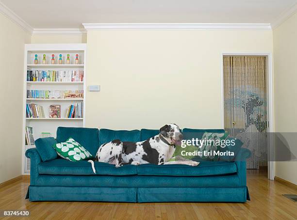 dog on sofa - great dane stock-fotos und bilder