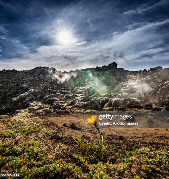 wildflower, moss and lava steaming, geothermal area, eldvorp, reykjanes peninsula, iceland - single flower stockfoto's en -beelden