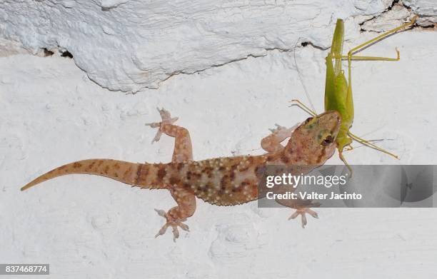 mediterranean house gecko (hemidactylus turcicus) - geco foto e immagini stock