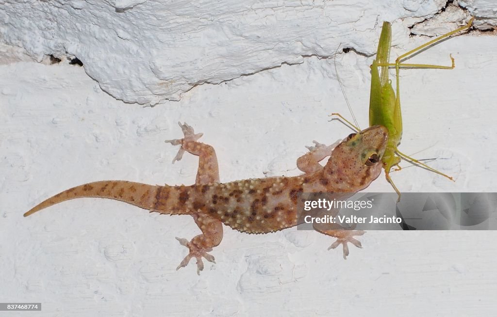 Mediterranean House Gecko (Hemidactylus turcicus)
