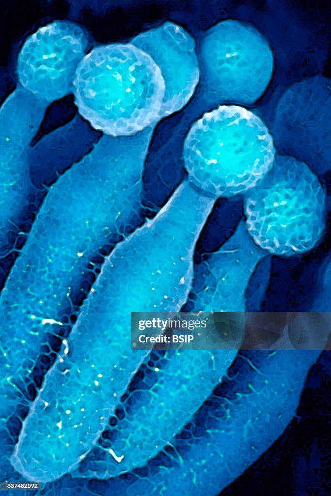 Penicillium chrysogenum