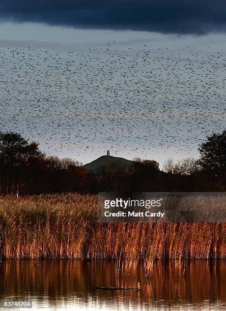 Flock of starlings fly in front of Glastonbury Tor as the daylight fades on the Somerset Levels on November 18 in Somerset, England. The huge...