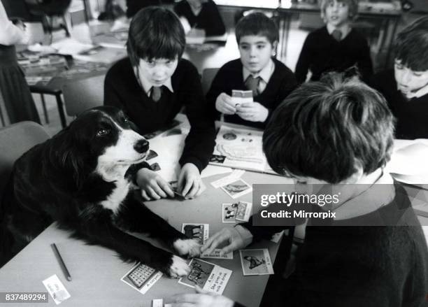 Jim the sheepdog attends class at the David Lewis school near Alderley Edge, Cheshire February 1981 Animal playing with flash cards and children...