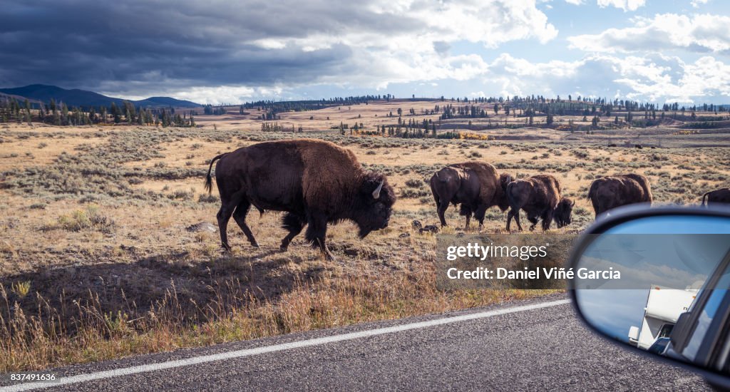 American Bison