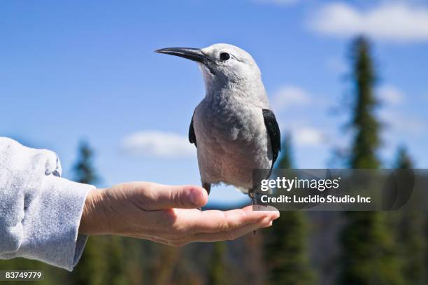 clarks nutcracker sitting on a hand - clarks nutcracker stock pictures, royalty-free photos & images