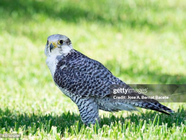 halcón sacre (falco cherrug),perched on the ground on the grass. france - saker falcon falco cherrug stock pictures, royalty-free photos & images
