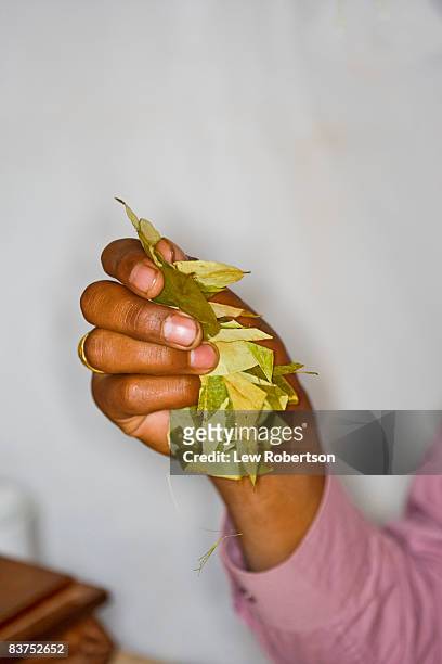 hands holding coca leaves - coca stockfoto's en -beelden