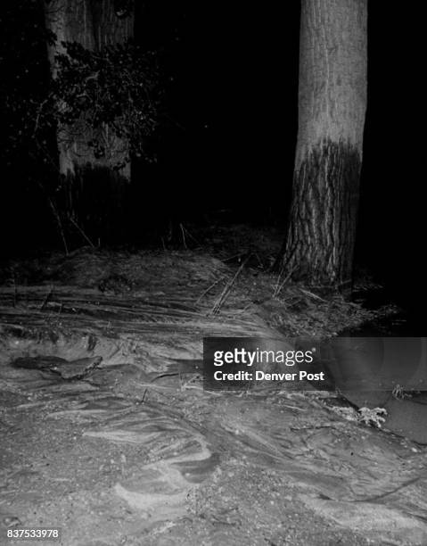 The high water mark of the flood is shown on the tree trunks at the approach to a bridge which was washed out in El Pasco County . Flood hit six and...