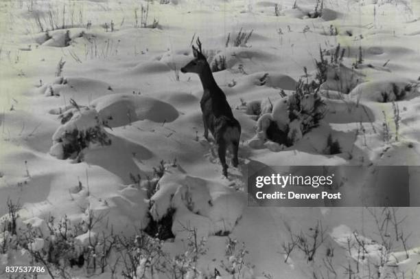 First Snows In Wyoming High Country This young whitetail buck, photographed in Red Canyon, about 20 miles south of Lander, shows how first snows are...