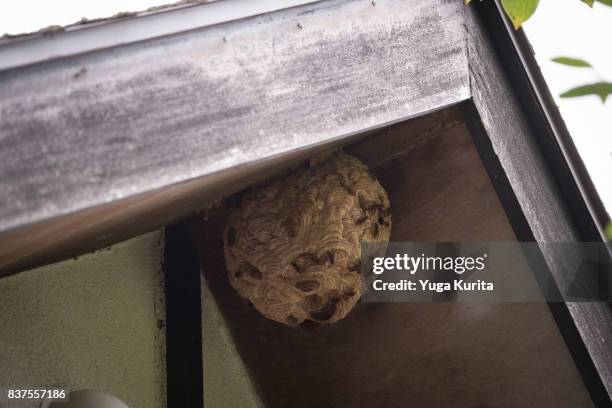 hornet's nest under the eave - abejorro fotografías e imágenes de stock