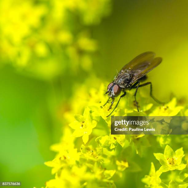 tiny fly on alchemilla mollis - pie de león fotografías e imágenes de stock