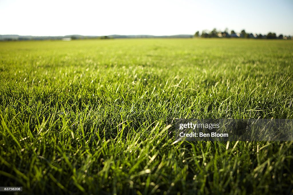 Grass, sod field
