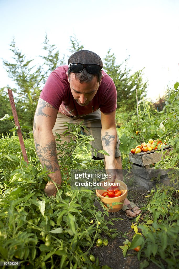 Man in organic garden picking tomatoes.