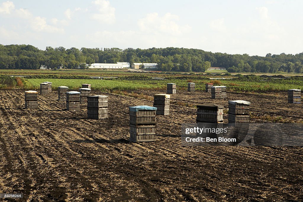 Onion crates in an onion field after harvest. 