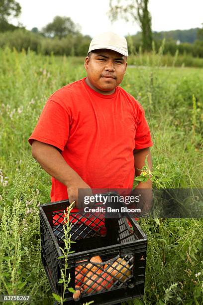 field worker, tomato picker with crate of tomatoes - warwick état de new york photos et images de collection